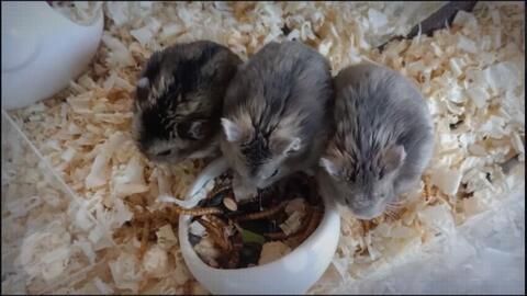 番鼠爆料视频大全,揭秘娱乐圈幕后真相